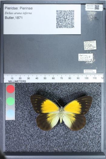 Media type: image;   Entomology 74528